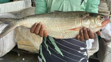 কুয়াকাটায় ১ ইলিশ ৭৭০০ টাকায় বিক্রি