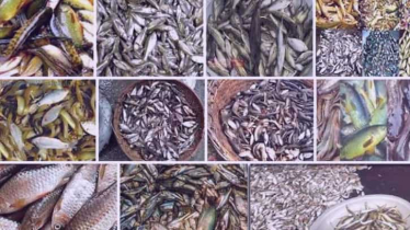 বর্ষার পানিতে বাজার মাতাল দেশি মাছ, দামও বেশি, চাহিদা বেশি