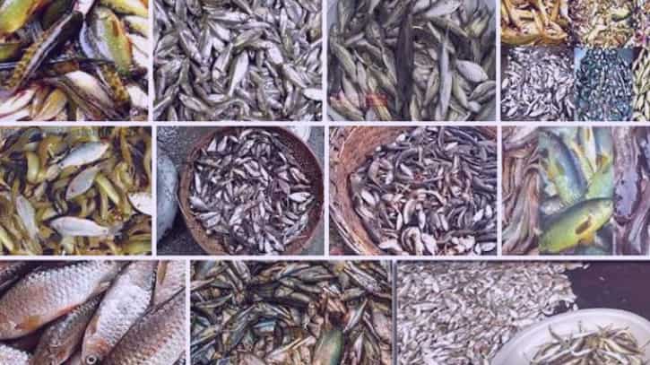 বর্ষার পানিতে বাজার মাতাল দেশি মাছ, দামও বেশি, চাহিদা বেশি বর্ষার পানিতে বাজার মাতাল দেশি মাছ, দামও বেশি, চাহিদা বেশি