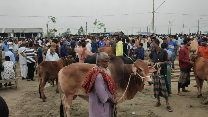 জামালপুর শেরপুর ফেরিঘাটে জমে উঠতে শুরু করেছে পশুর হাট