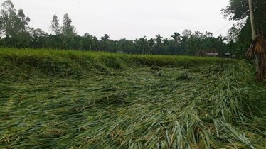 ‎টানা বৃষ্টিতে কুড়িগ্রামে ধান ও শীতকালীন ফসলের ব্যাপক ক্ষতির শঙ্কা