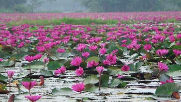 শাপলা তুলতে গিয়ে চার স্কুলছাত্রীর মৃত্যু