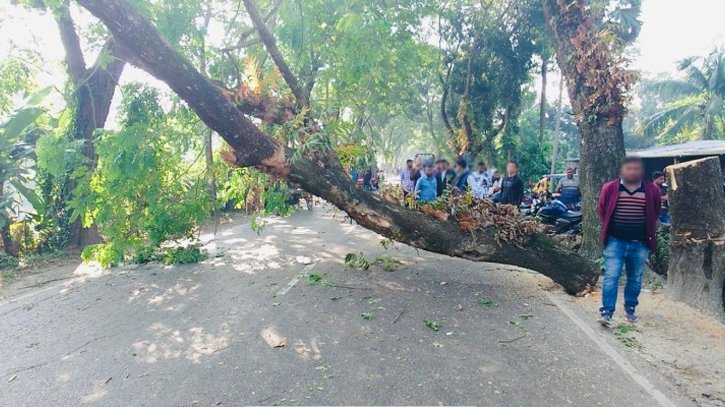 গাছ ফেলে ঢাকা–বরিশাল মহাসড়কে আ. লীগের শাটডাউন কর্মসূচি, ৩ ঘণ্টা বন্ধ যান চলাচল