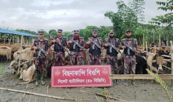 বিজিবির অভিযানে ৩ কোটি টাকার ভারতীয় গরু-মহিষ আটক