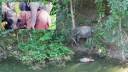 হ্রদে ডুবে মারা গেল সেই বিরল প্রজাতির গোলাপি হাতি শাবক