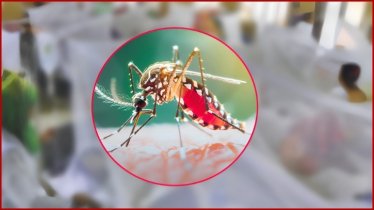 ডেঙ্গুতে আরও ৪ জনের মৃত্যু, ভর্তি ৮০৩