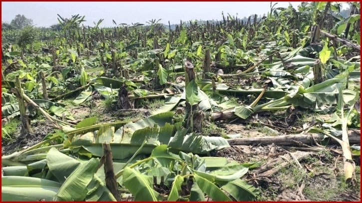 কুড়িগ্রামে কৃষকের ১২’শ কলাগাছ কেটে দিলো দুর্বৃত্তরা