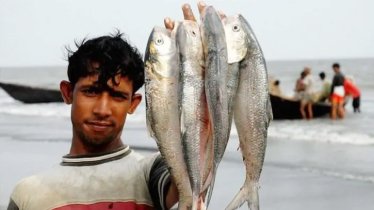 এবছরও দুর্গাপূজায় ভারতে যাচ্ছে ইলিশ