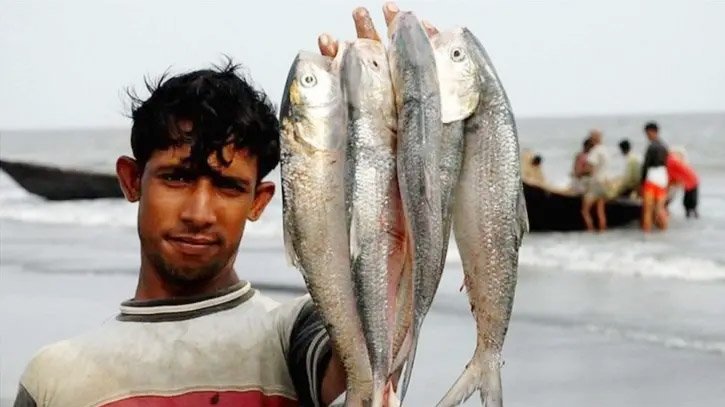 এবছরও দুর্গাপূজায় ভারতে যাচ্ছে ইলিশ