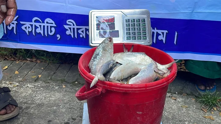 মিরসরাইয়ে ৩৯৫ কেজি ইলিশ জব্দ, একজনের কারাদণ্ড