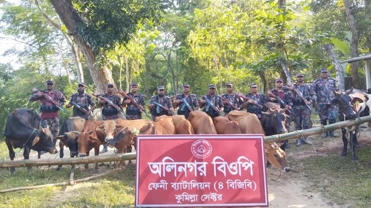 মিরসরাই সীমান্তে ভারত থেকে আসা অর্ধশতাধিক গরু জব্দ