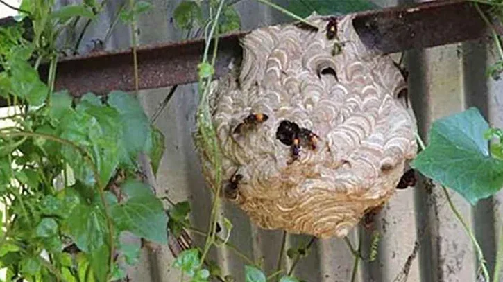 শেরপুরে ভীমরুলের কামড়ে কৃষকের মৃত্যু