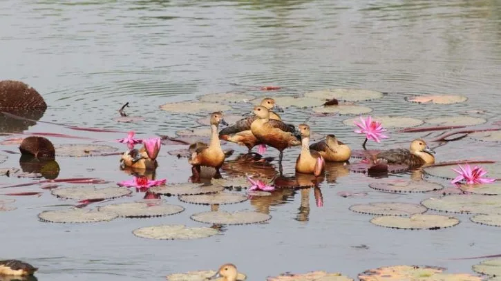 অতিথি পাখি রক্ষায় জাবি ক্যাম্পাসে বহিরাগত প্রবেশে নিষেধাজ্ঞা
