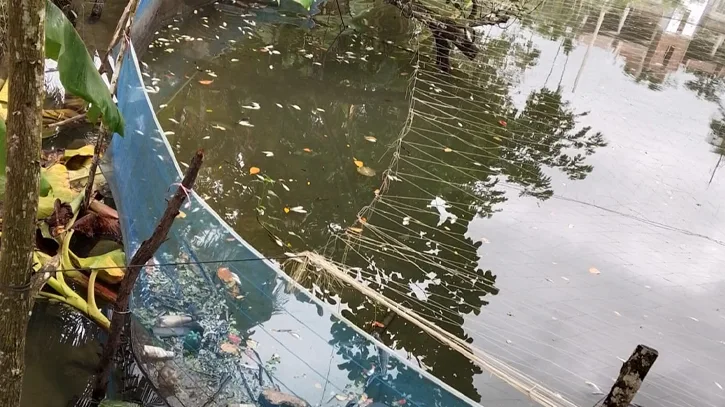 বিষ প্রয়োগে পুকুরের মাছ নিধনের অভিযোগ, প্রায় ৩ লাখ টাকার ক্ষতি