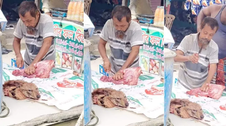 লক্ষ্মীপুরে শিয়াল জবাই করে মাংস বিক্রি, ৫ হাজার টাকা জরিমানা