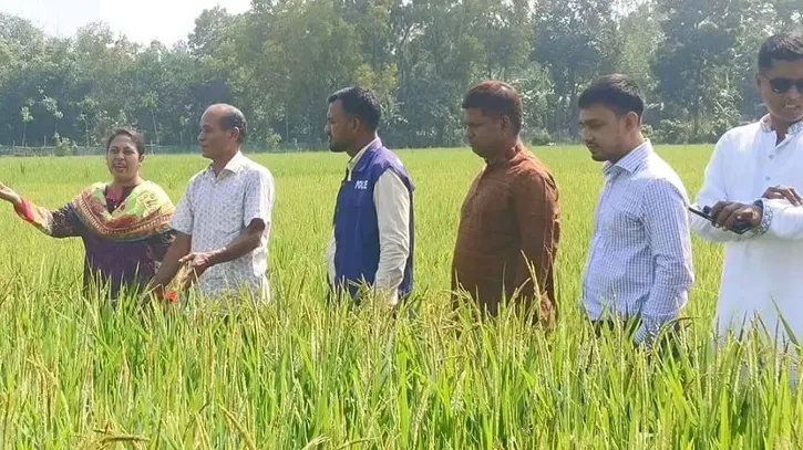আমন ধানের ২৩টি জাত উদ্ভাবন করে সাড়া ফেলেছেন সেন্টু কুমার হাজং