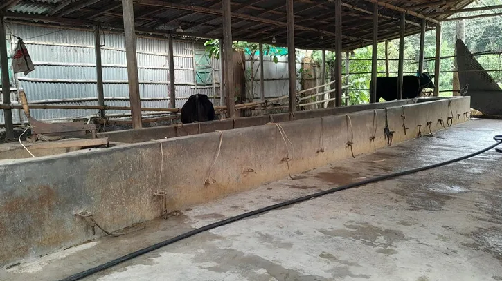 রাতের আঁধারে বিএনপি নেতার বাড়ি থেকে ৬ গরু চুরি