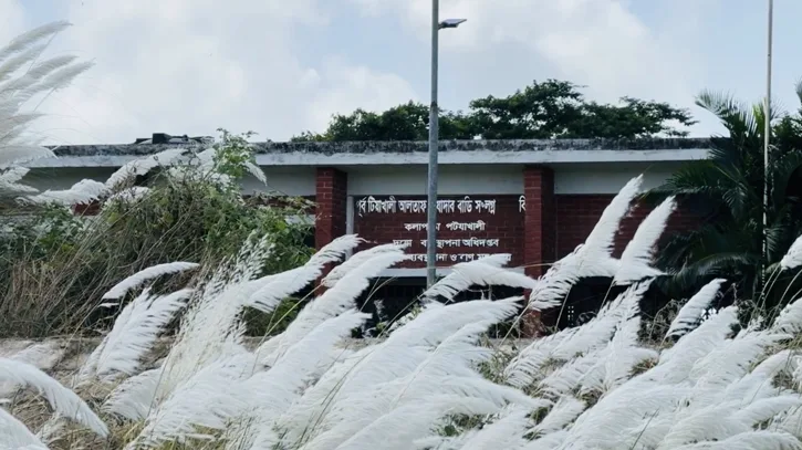 কাশফুলের শুভ্রতায় গ্রামবাংলায় ফুটে উঠেছে শরতের রূপ