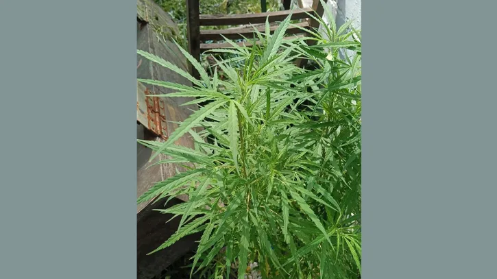 জাবির নিরাপত্তা শাখার পাশে গাঁজা গাছের সন্ধান