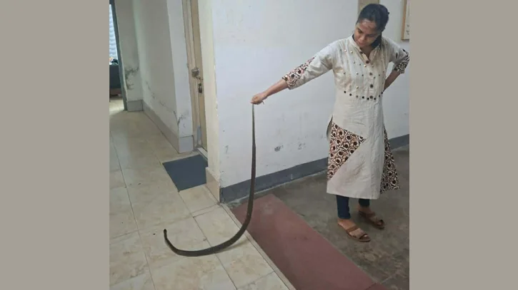 অধ্যাপকের কক্ষে হঠাৎ সাড়ে ৫ ফুটের দাঁড়াশ সাপ, জাবিতে চাঞ্চল্য