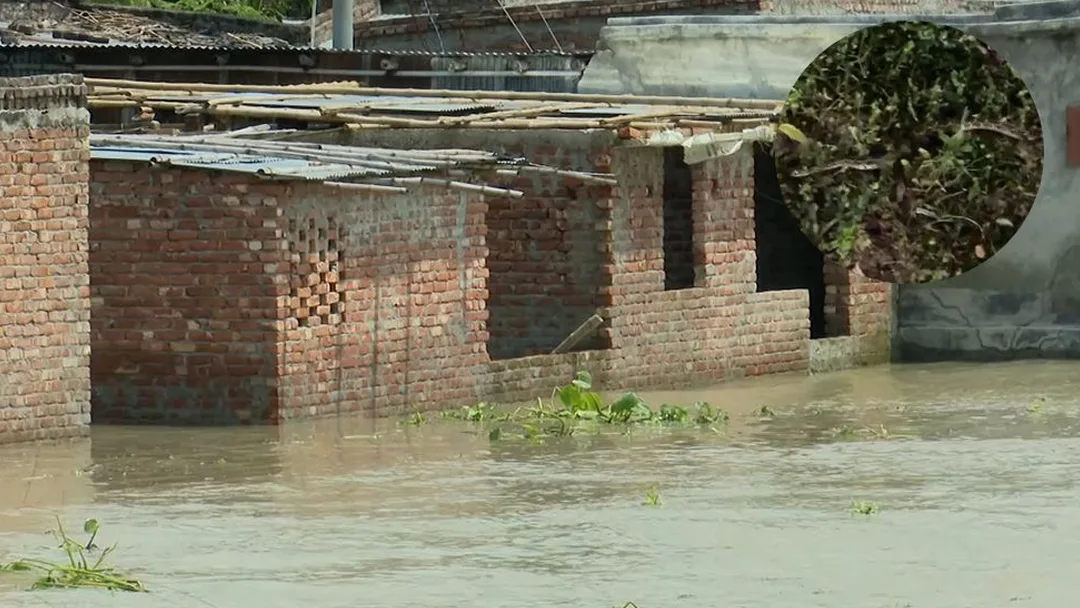 রাজশাহীতে উজানের ঢলে ভেসে আসছে বিষধর সাপ, আতঙ্কে পানিবন্দি মানুষ