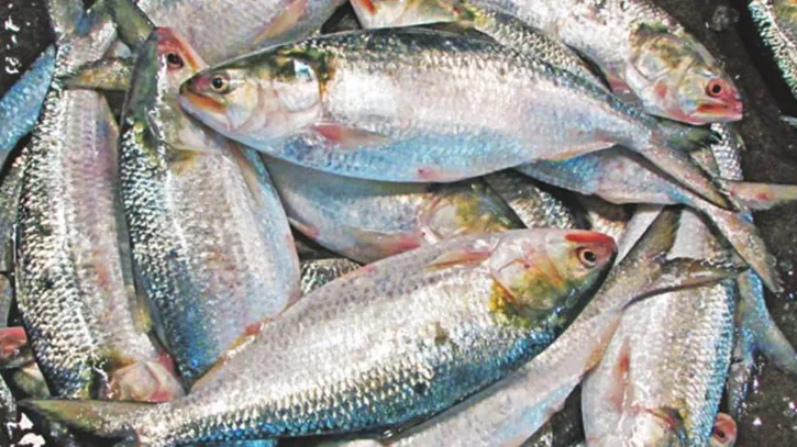 ৮ অক্টোবর থেকে বন্ধ থাকবে ইলিশ আহরণ ও কেনাবেচা