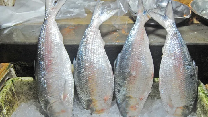 ১০৩ এনওসি বাতিল, ভারত থেকে ইলিশ আমদানি বন্ধ