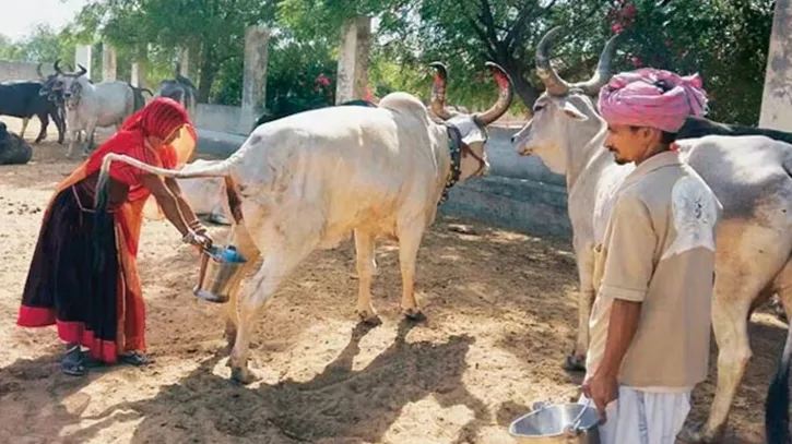 গোমূত্র কিনবে ভারত সরকার, প্রতি লিটারে ২০ রুপি