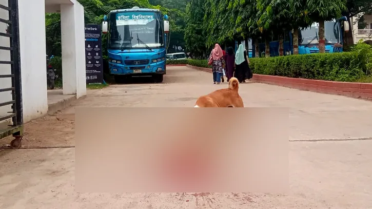 কুবিতে বিআরটিসি বাসের চাকায় পিষ্ট পথকুকুর, সঙ্গীর অপেক্ষায় অপলক দৃষ্টি