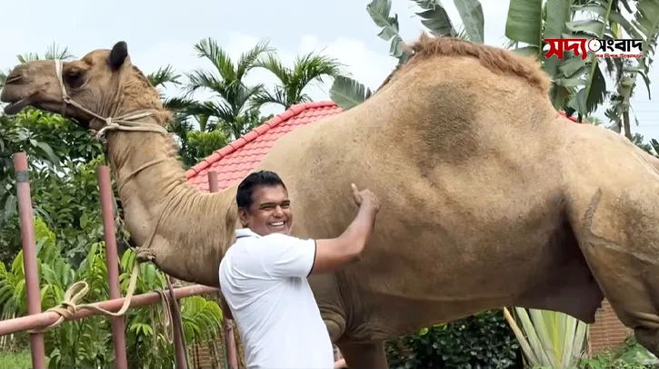 এবার রাজধানীতে মিলবে ৫৫০০ টাকায় উটের মাংস!