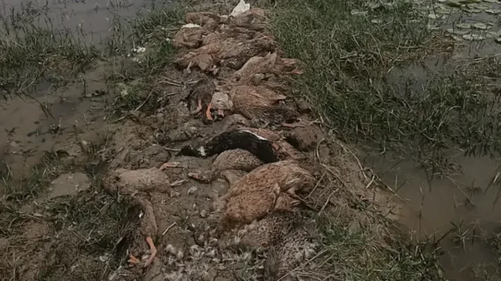 জমিতে ছড়ানো ধান খেয়ে ৭০টি ডিমপাড়া হাঁসের মৃত্যুতে দিশেহারা খামারি